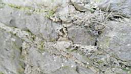 acastle
                          105390.jpg